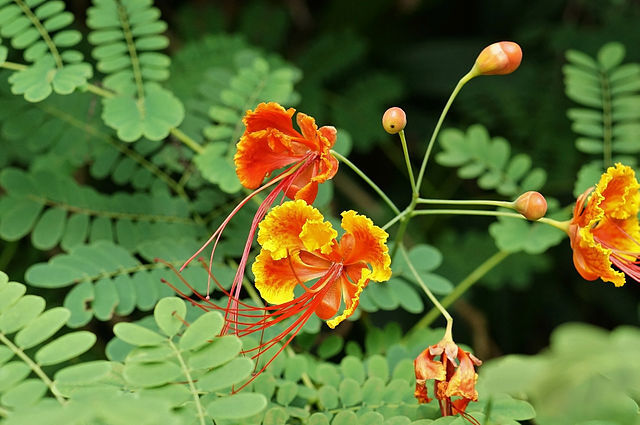 CC - Dwarf Poinciana 