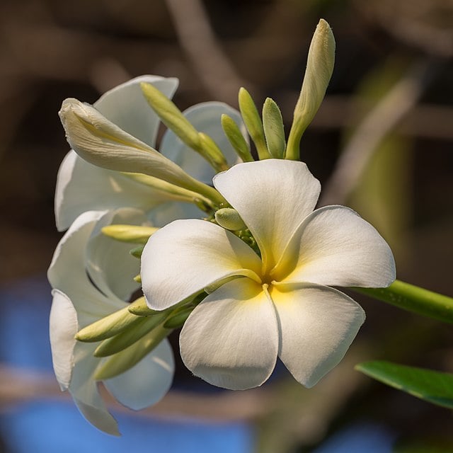 CC - Frangipani