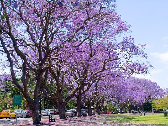 CC - Jacaranda-1