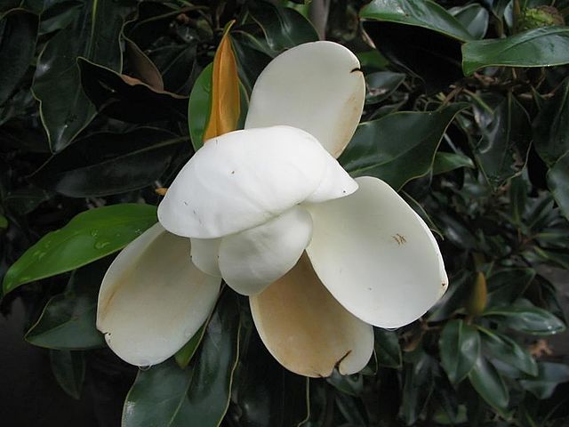 CC - Little Gem Magnolia 