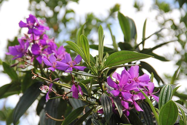 CC - Purple Glory Tree