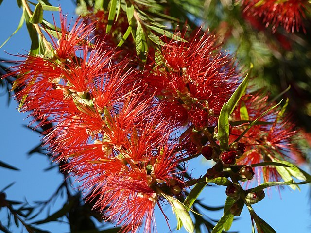 CC standard Bottlebrush Tree