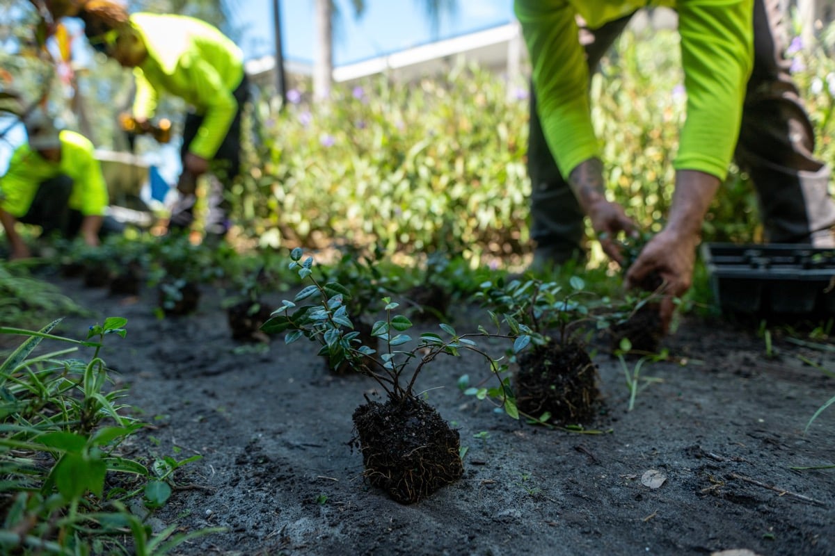 Crew maintenace landscape 15