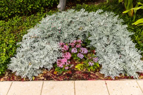 annual flowers plants lantana