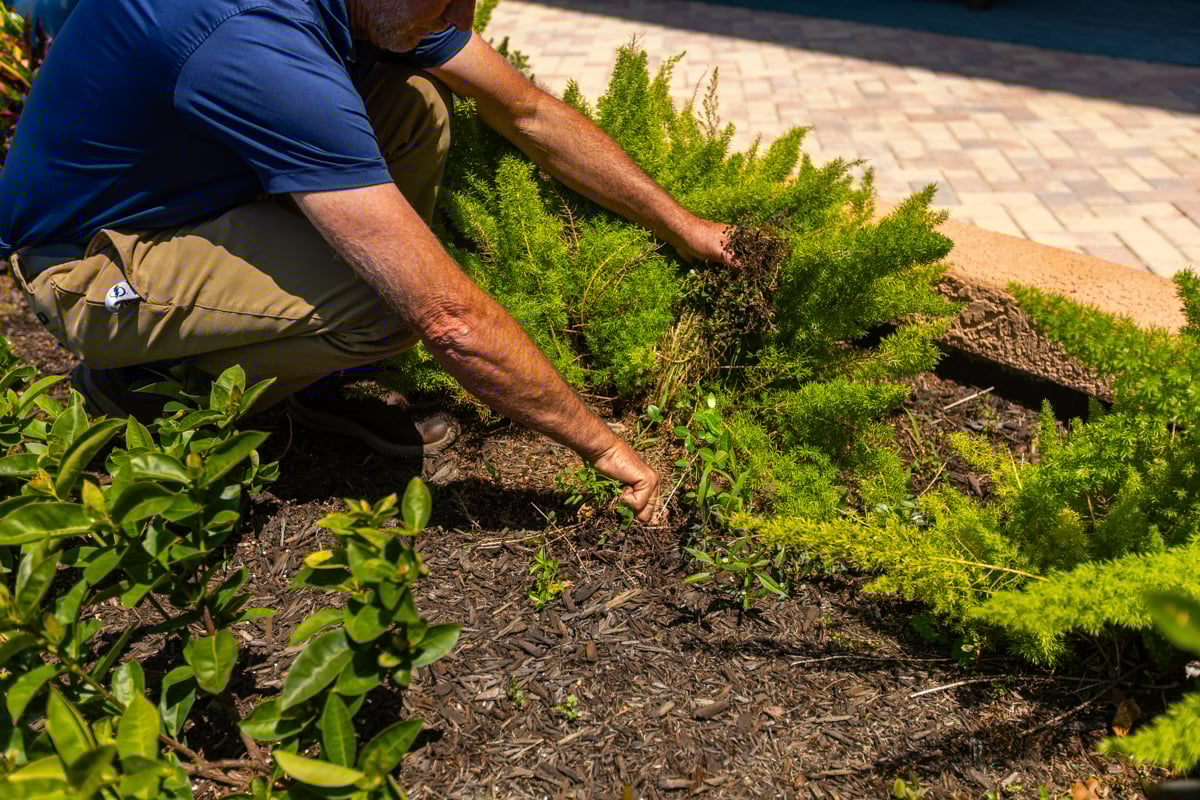 bed maintenance flowers containers account manager 4