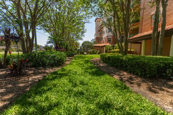 commercial maintenance nice grass palm trees flower bed sidewalk green hoa 2