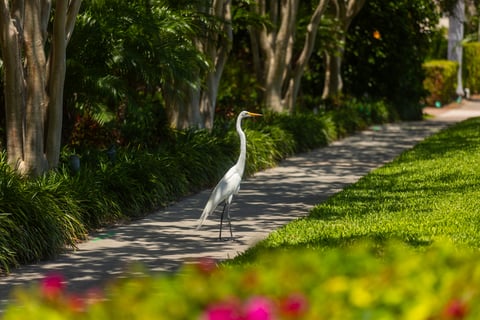crane sidewalk wildlife grass