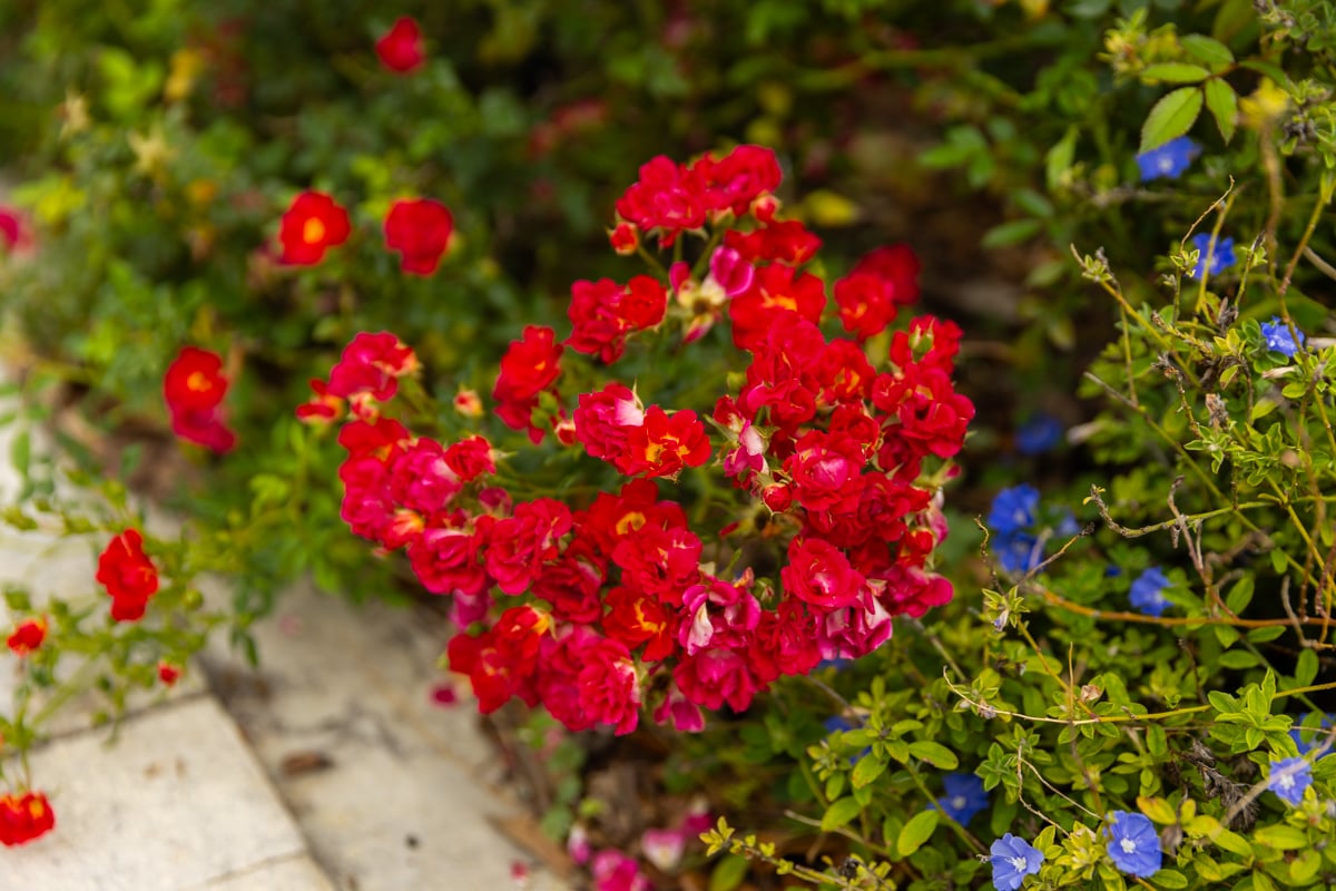 detail flowers plant 2