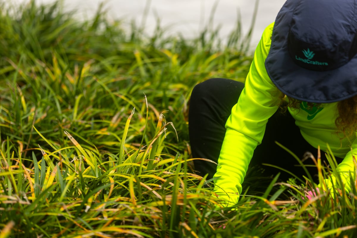 detail grasses inspection clean up