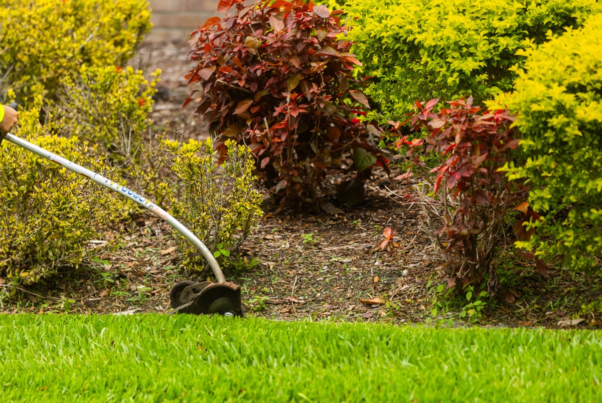 detail line trimmer flower bed shrubs mulch