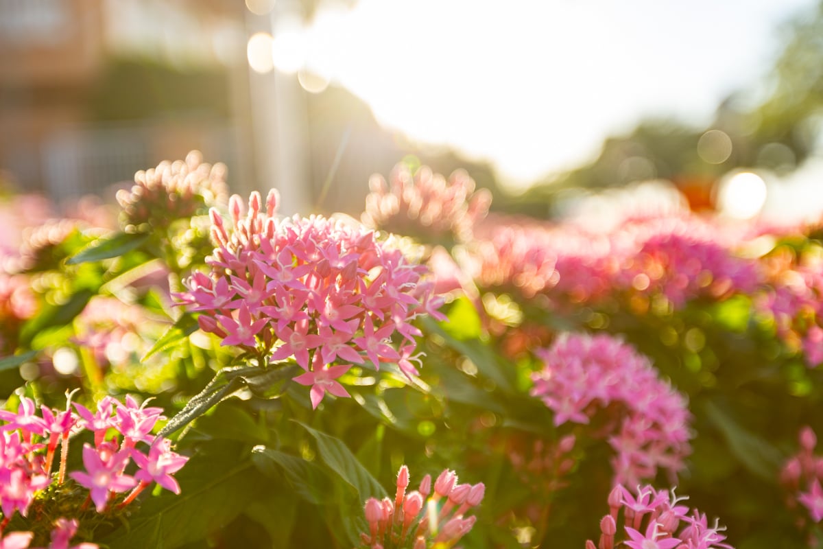 flowers sun nice 2