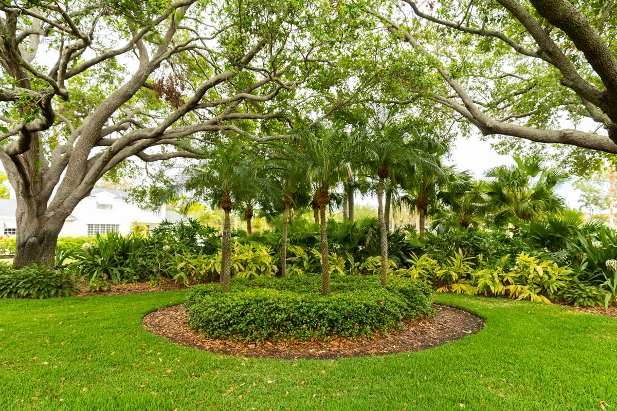 grass mulch plant bed palm trees shrubs landscape 2