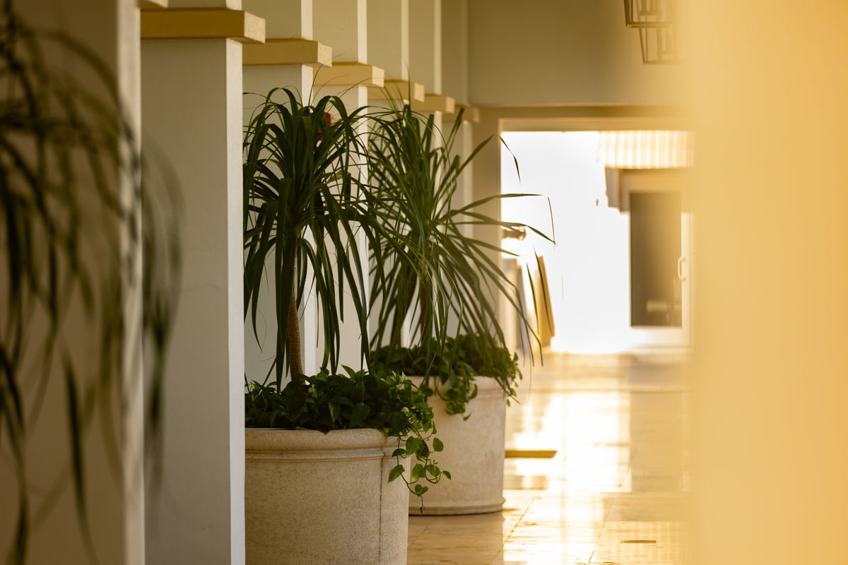 indoor pots container plants commercial