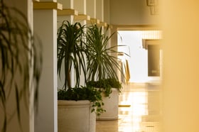 indoor pots container plants commercial