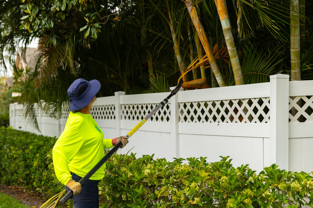 maintenance crew trimming tree palm