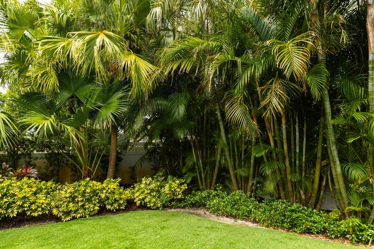 palm trees shrubs grass pond water plant bed 2