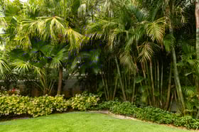 palm trees shrubs grass pond water plant bed 2