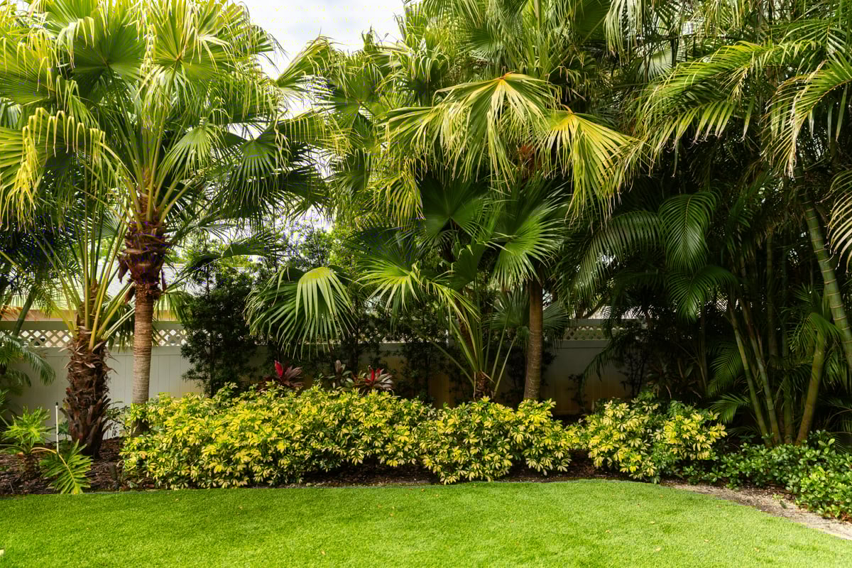 healthy grass and plants