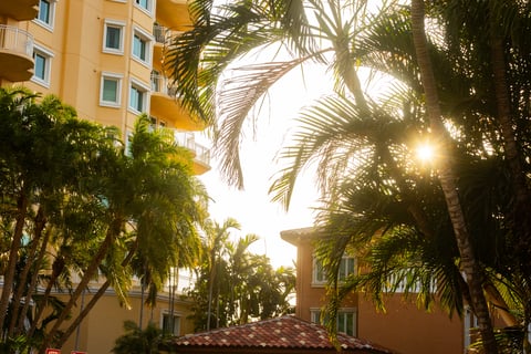 palm trees sun commercial