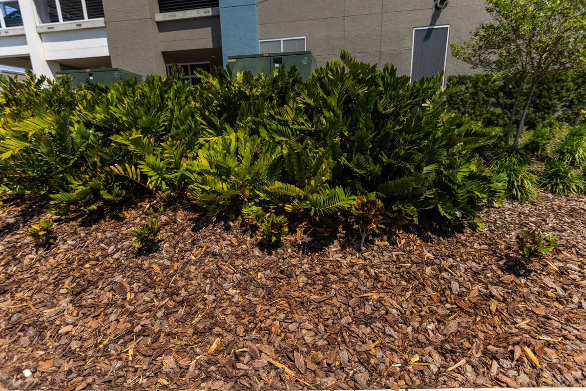 planting bed mulch shrubs