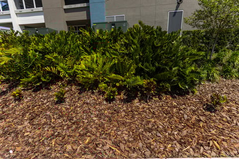 mulch in landscape beds 