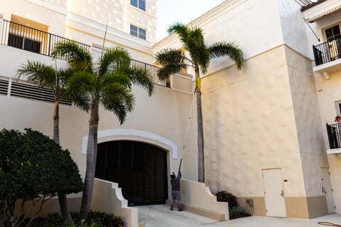 prune palm tree trimming pole crew commercial