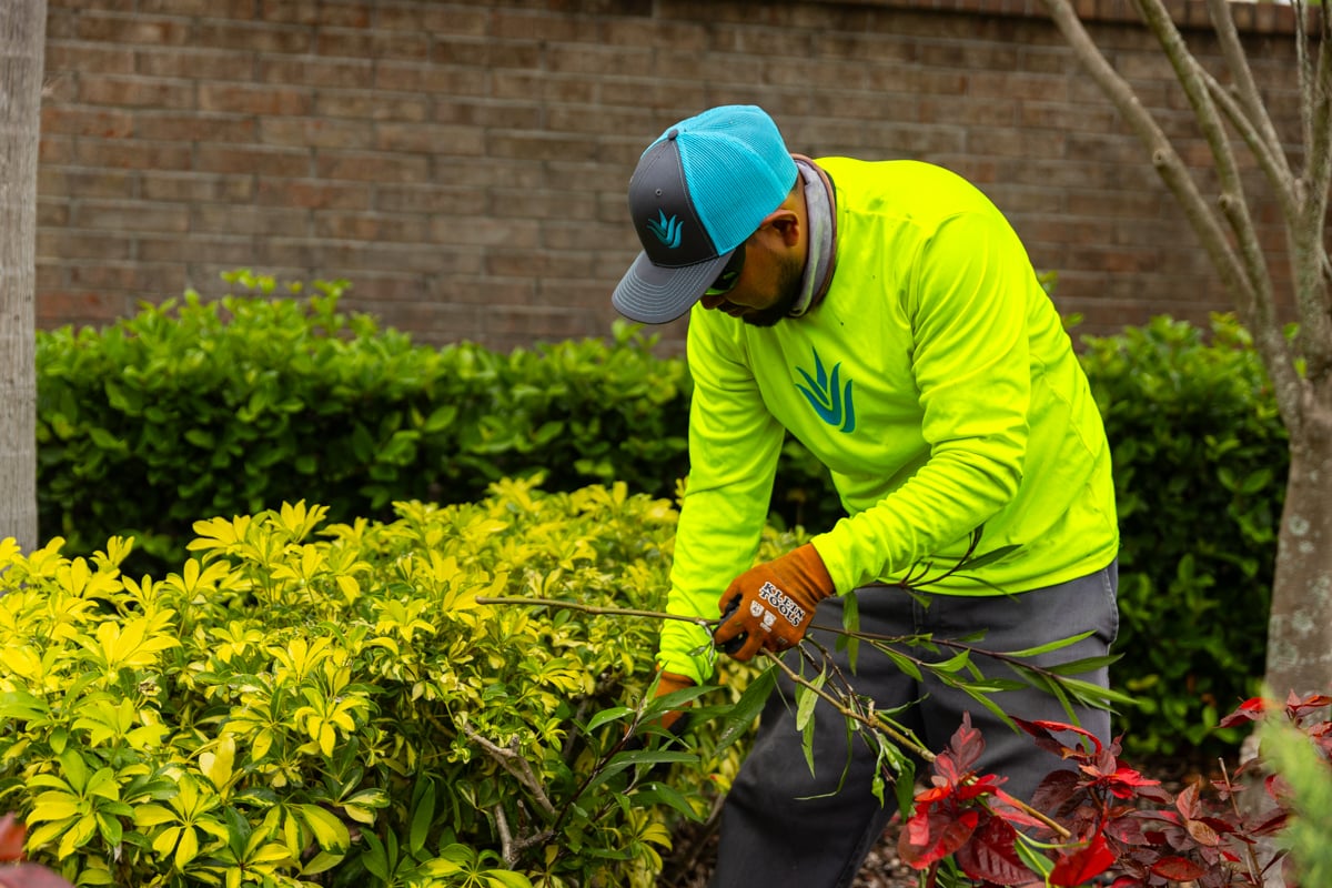 pruning crew commercial shrub plant maintenance 2