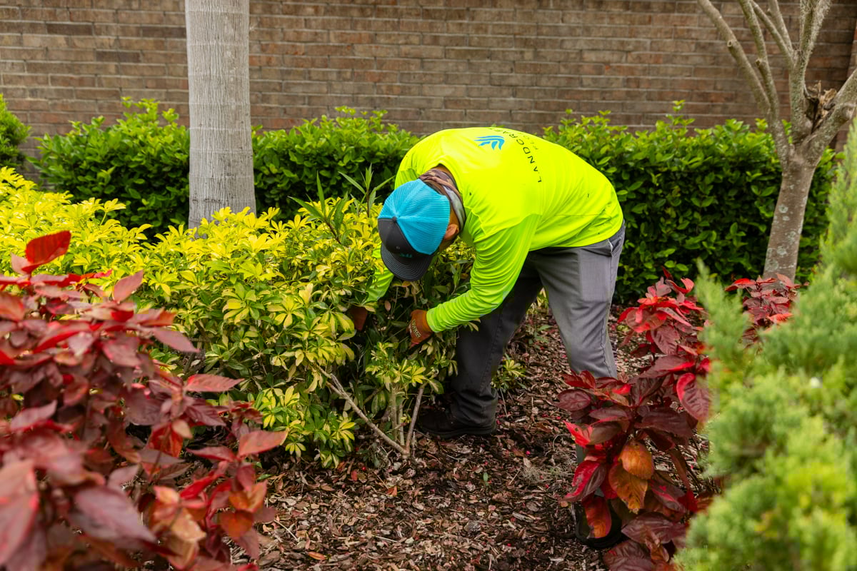 pruning crew commercial shrub plant maintenance