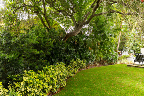 shrubs plant bed tree grass lawn mulch