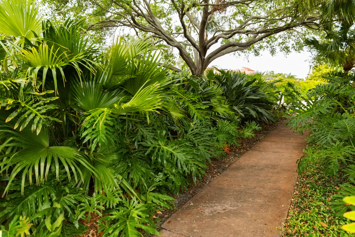 sidewalk path plants tree palms plants 2
