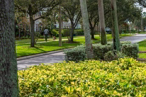 Homeowner walking dog along hoa common area