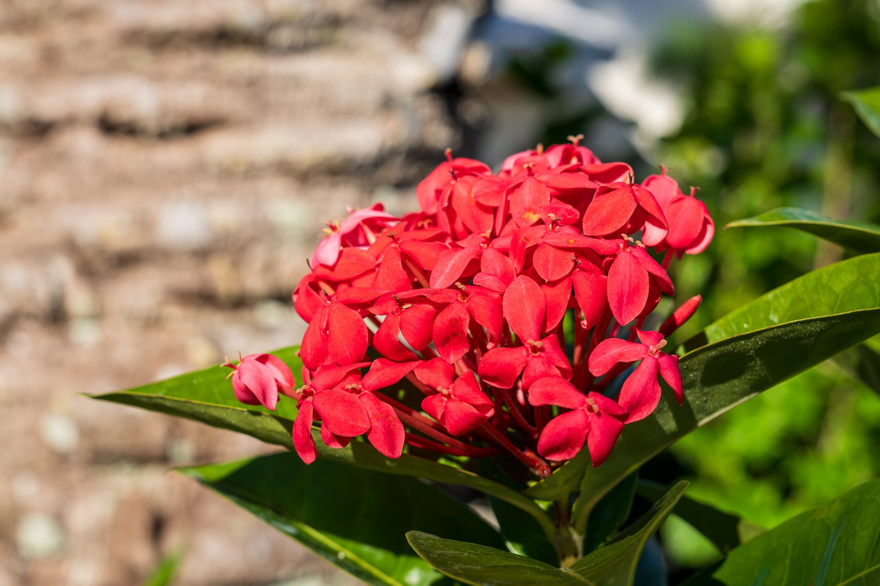 close up of flower 1