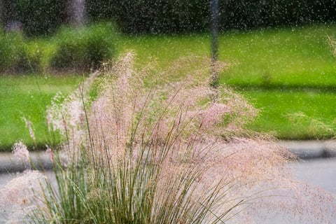 irrigation system watering plants 
