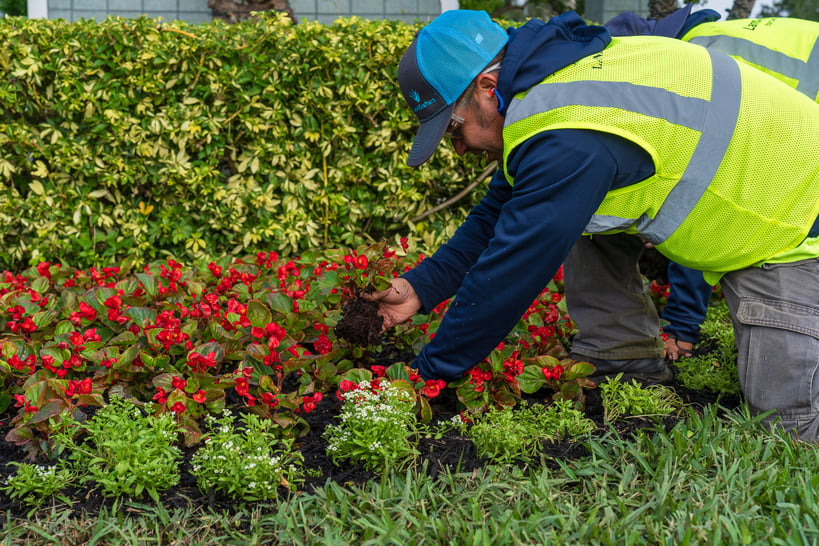 landscape crew planting flowers 