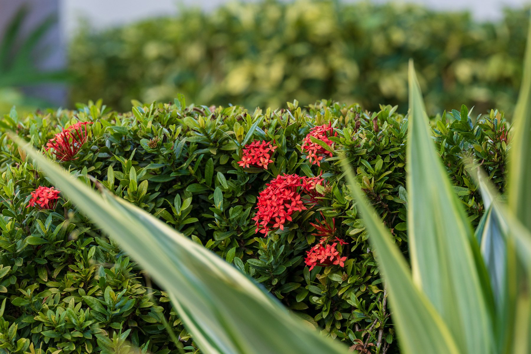 A Rich Tapestry of Flora: Distinct Vegetative Zones and Endangered Species