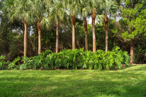Palm trees in Florida yard