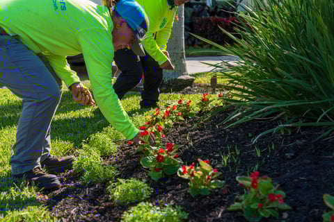 crew planting flowers in garden bed
