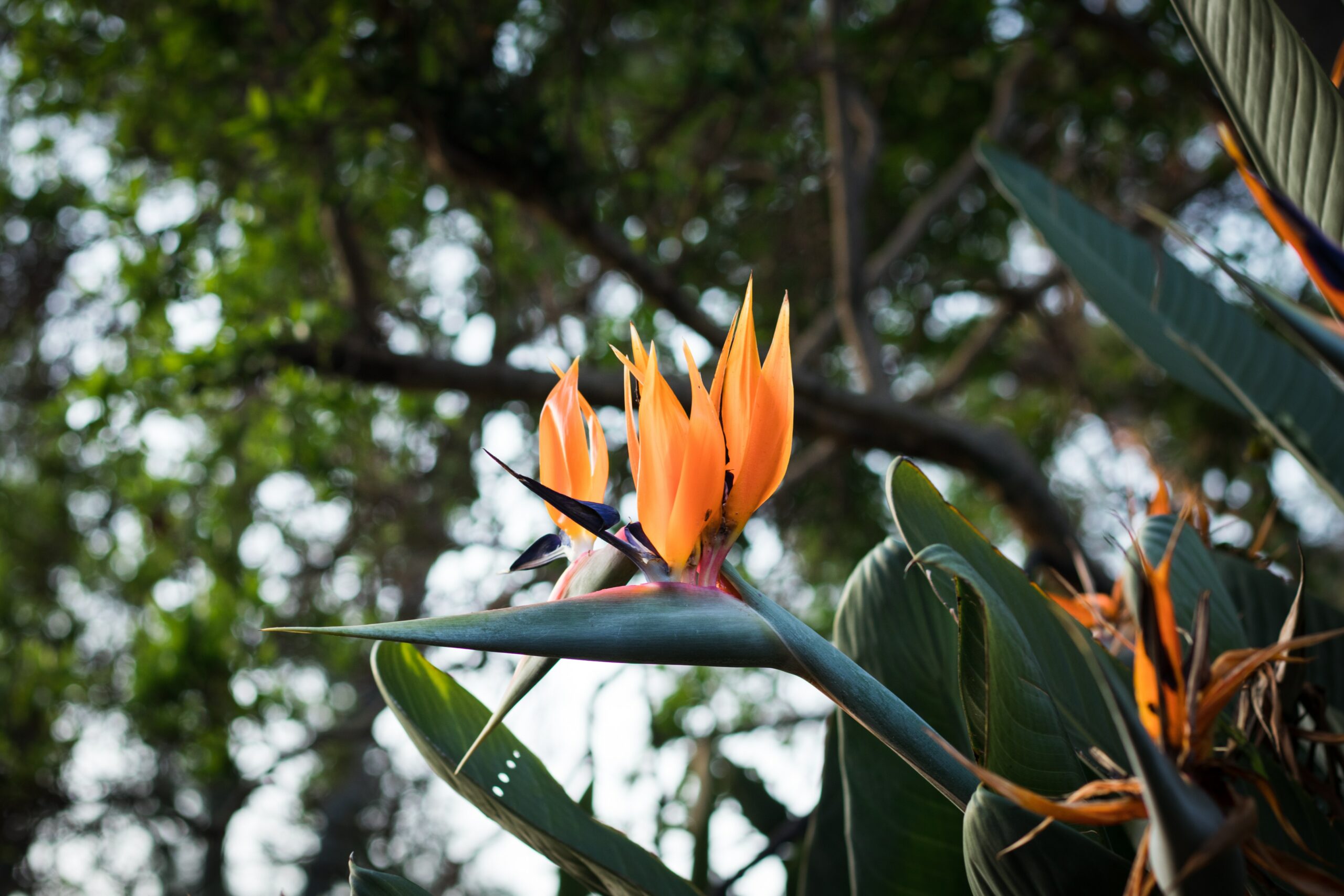 A birds of paradise plant is shown here, a must-try tropical plant for your Florida landscape.