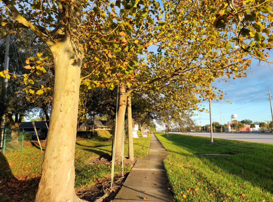 Fall maintenance, like cleaning up the sidewalk, is so important for Tampa Bay landscape.