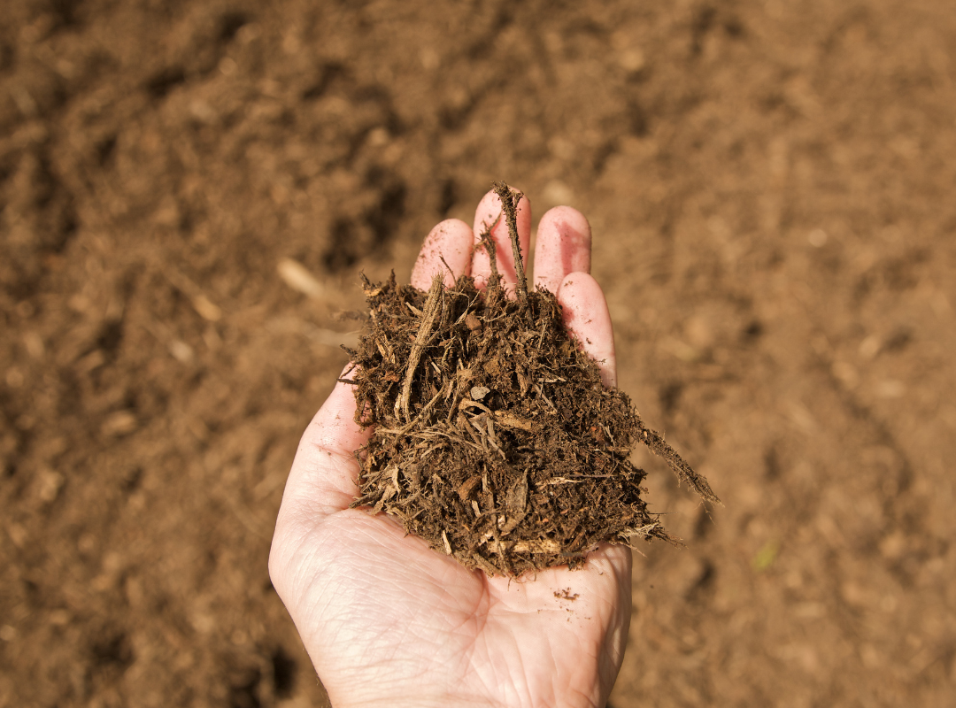 Mulching is a must for refreshed fall Tampa Bay landscapes.