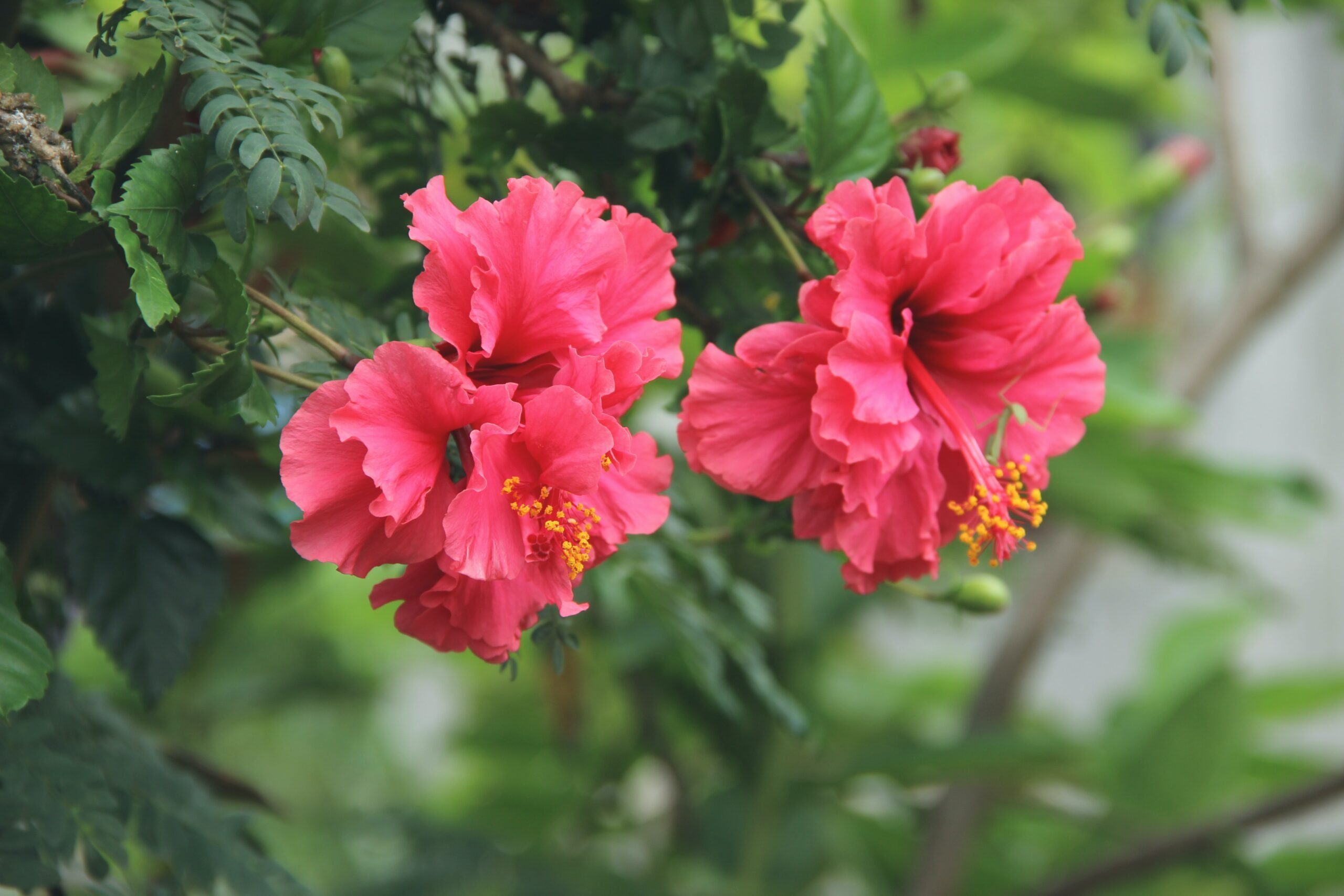 A hibiscus plant, as shown, is the perfect tropical plant for a Florida tropical landscape.