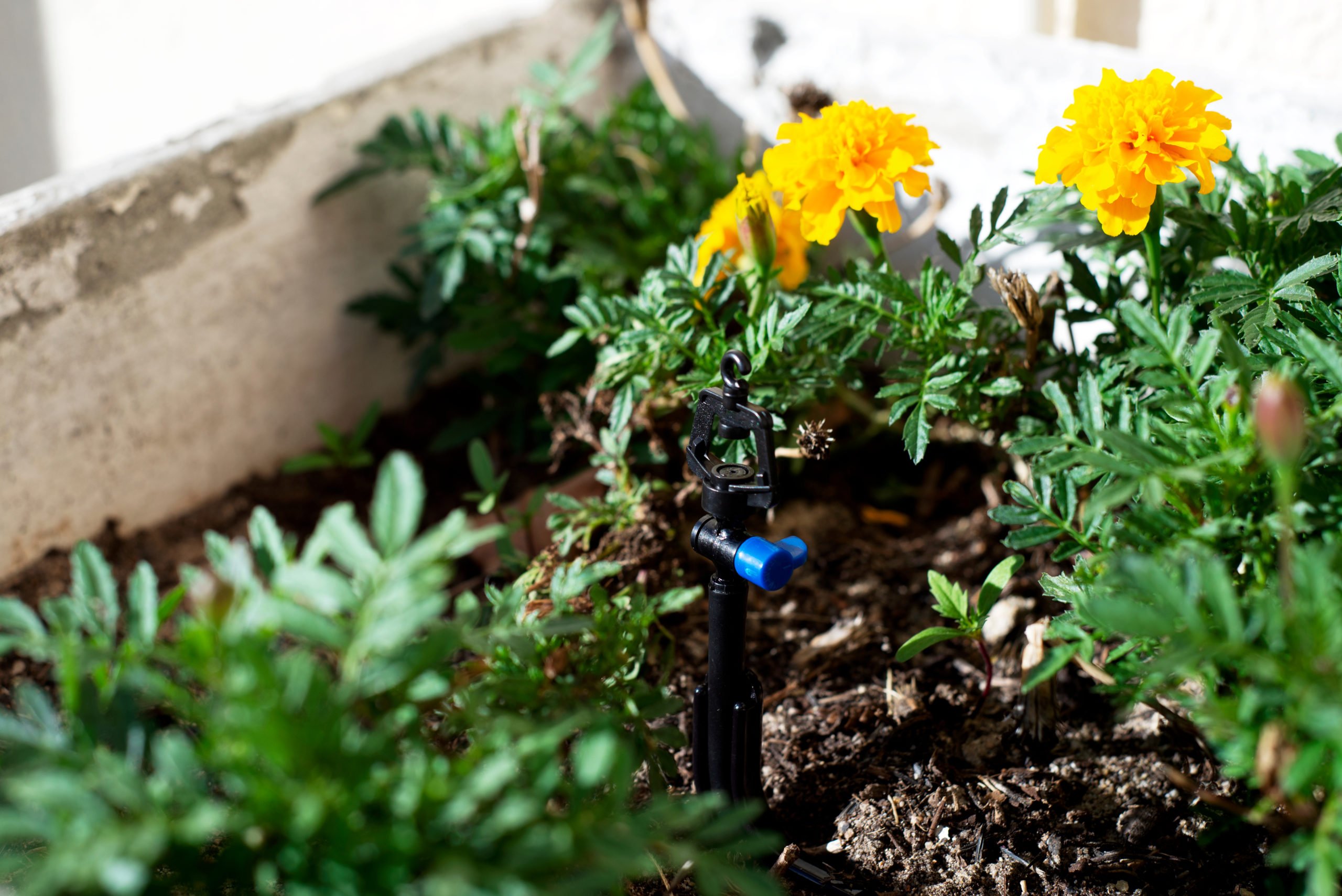 Micro-irrigation as shown by Landcrafters Florida with a mini tool.