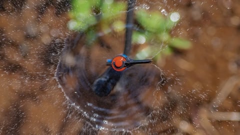 sprinkler head irrigation
