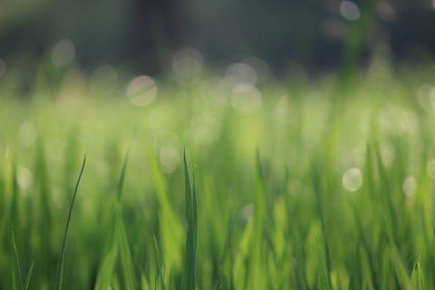 close-up of green grass