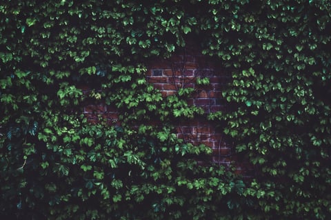 green plant growing on wall