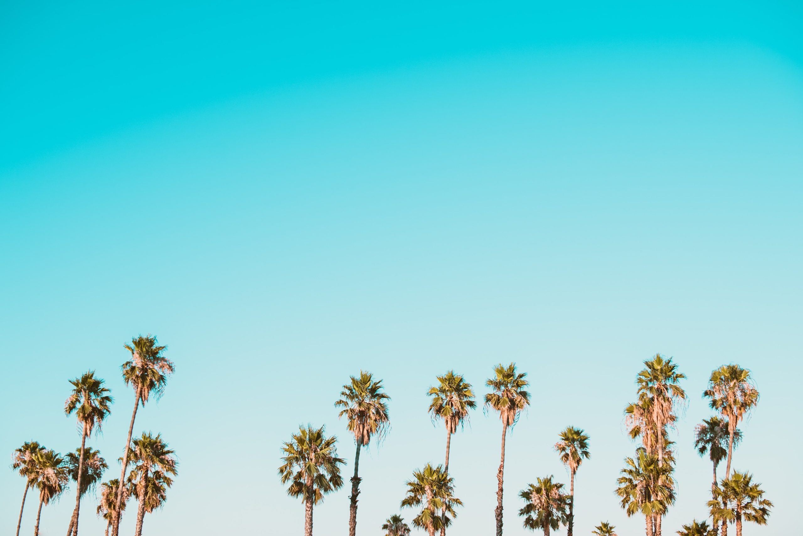 A selection of palm trees in tampa bay sway in the breeze.