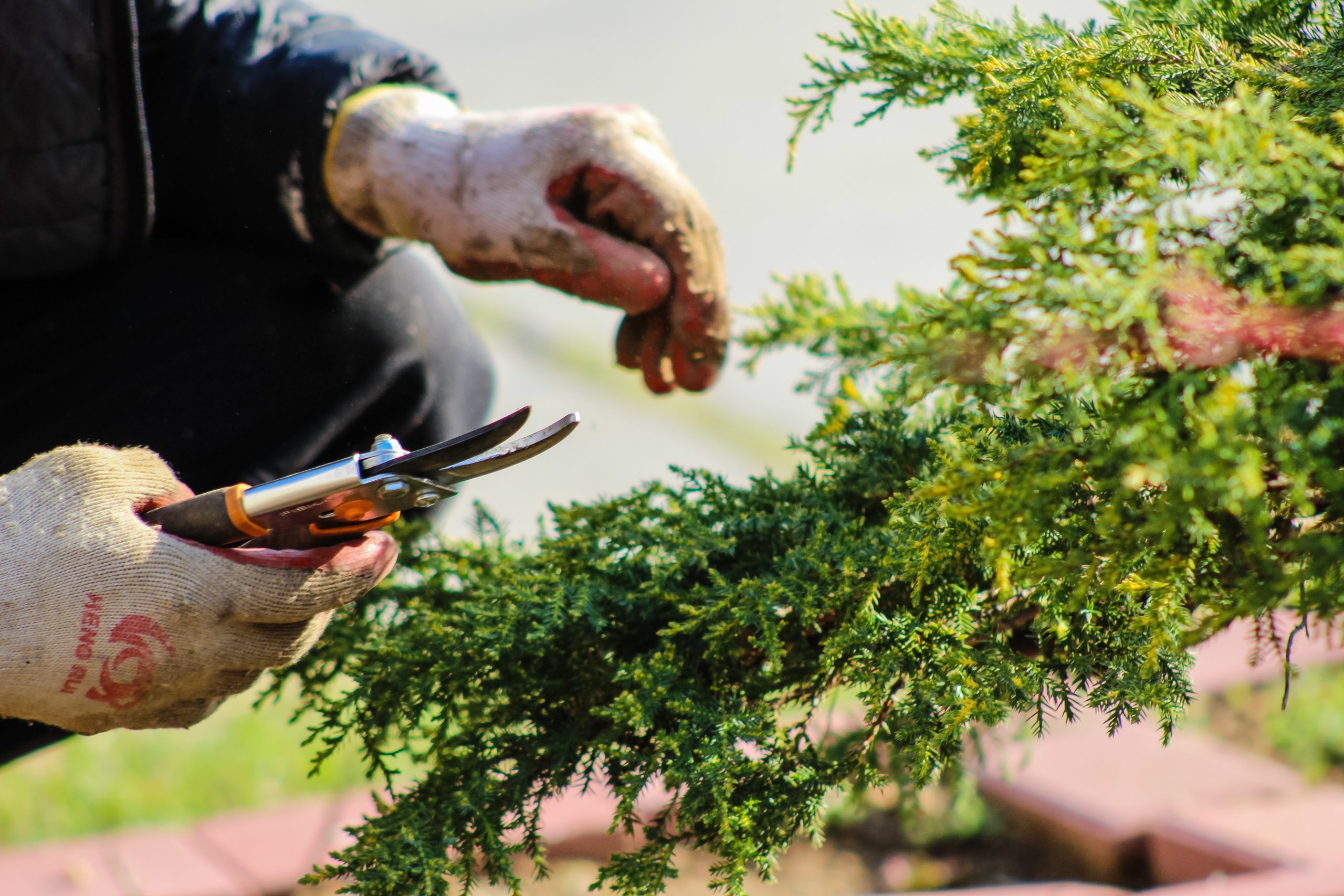 A close-up image of a Landcrafters' fine gardening session.
