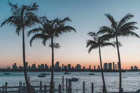 sunset with palm trees along water