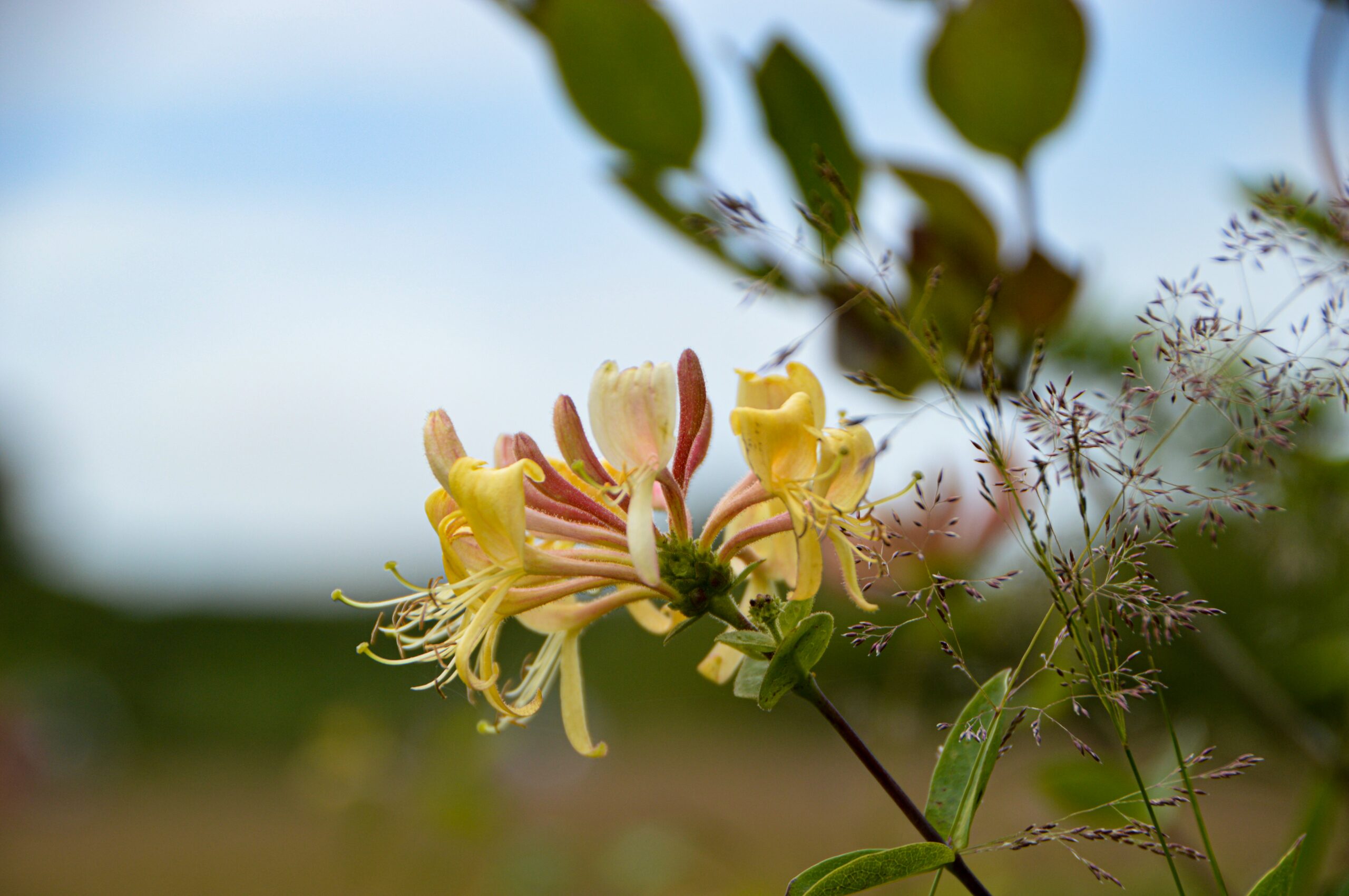 Coral honeysuckle is a must-have plant to get some Fall colors going for Tampa Bay autumn.