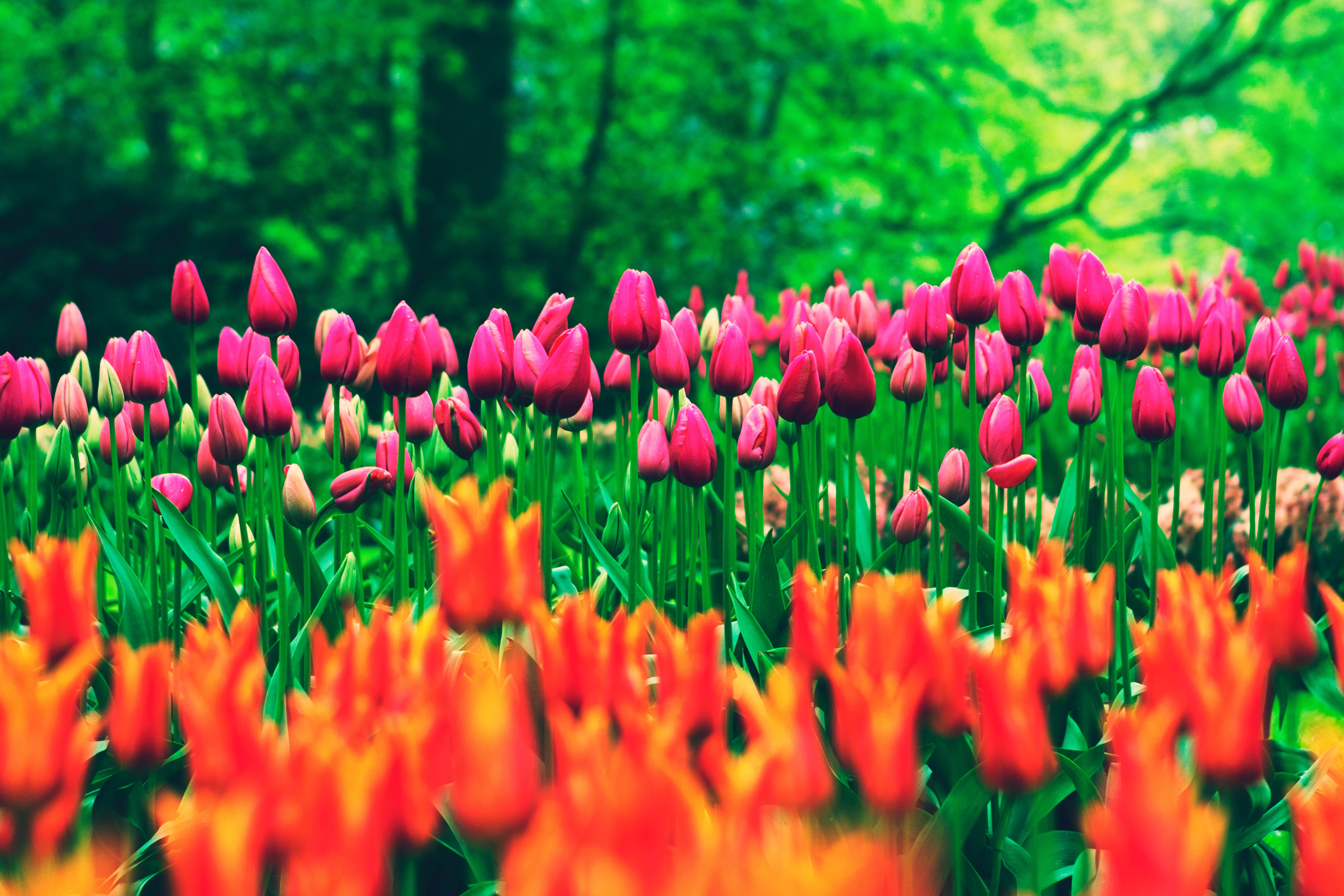 A row of beautiful spring flowers is shown in a commercial lawn and landscape, a sign of quality landscaping by Landcrafters Florida.